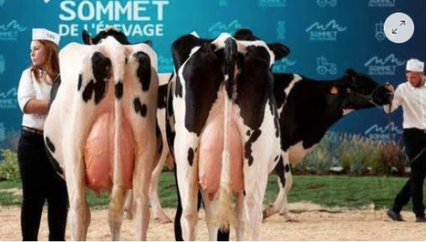 Le Sommet de l&rsquo;&eacute;levage 2023 met l&rsquo;accent sur une production animale plus durable | Actualit&eacute; B&eacute;tail | Scoop.it