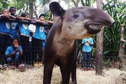 National Tapir Day Slogan Competition | Cayo Scoop!  The Ecology of Cayo Culture | Scoop.it