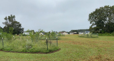 Live Green: Delaware Inland Bays - Mini Forests | Industry 411 - Waste Management | Scoop.it