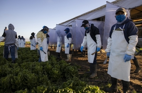 Undocumented Farmworkers Are Refusing Covid Tests for Fear of Losing Their Jobs | PSLabor:  Your Union Free Advantage | Scoop.it