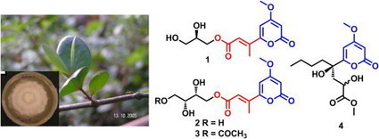 Secondary metabolites from the endophytic fungus Pestalotiopsis virgatula isolated from the mangrove plant Sonneratia caseolaris | Natural Products Chemistry Breaking News | Scoop.it