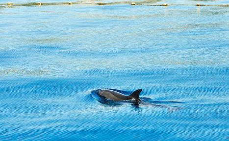 Image. Pays Basque : des témoins aperçoivent un dauphin dans l'Adour à Bayonne | Actu Pays Basque | Revue de presse Cétacés | Scoop.it