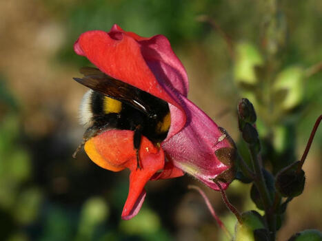 Les plantes produisent plus de nectar lorsqu'elles "entendent" les abeilles bourdonner | Biodiversité - @ZEHUB on Twitter | Scoop.it