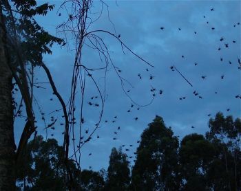 Une étude révèle la stratégie de chasse nocturne d'une espèce d'araignée qui vit en colonie / Study reveals strategy behind spiders' web etiquette | Insect Archive | Scoop.it