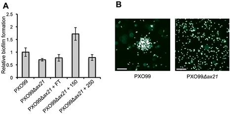 PLoS ONE: Small Protein-Mediated Quorum Sensing in a Gram-Negative Bacterium | Plants and Microbes | Scoop.it