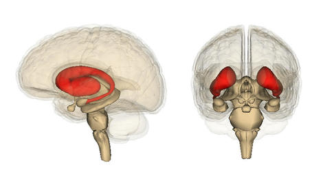 Le cerveau de l'homme serait paramétré pour ne pas être écolo | EntomoScience | Scoop.it