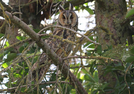 Les avenues arborées pourraient servir de corridors aux Hiboux moyens-ducs dans les zones urbaines en automne et en hiver | Biodiversité | Scoop.it