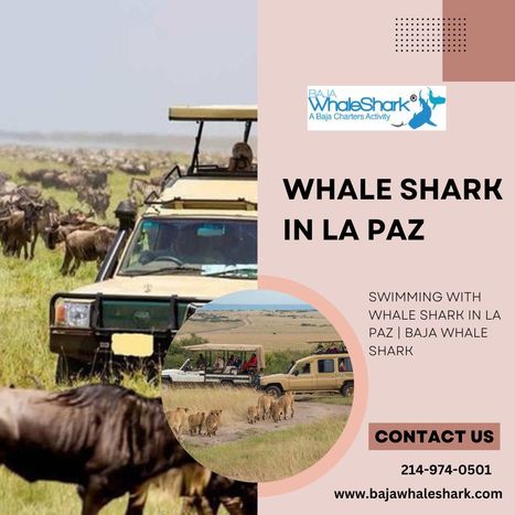 Swimming with Whale Shark In La Paz | Baja Whale Shark | Private Whale Shark Tour Cabo | Scoop.it