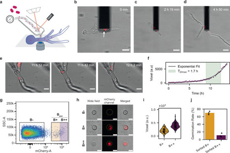 Induced endosymbiosis between a fungus and bacterium reveals a shift from antagonism to commensalism | Plant-Microbe Symbiosis | Scoop.it