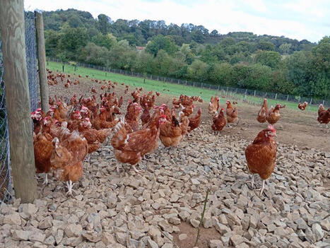 Canicule : 500 &agrave; 700 000 poules pondeuses perdues, des cons&eacute;quences &agrave; moyen terme en &oelig;ufs | SCIENCES DE L' ANIMAL | Scoop.it