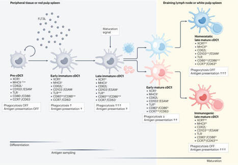 Striking a balance: new perspectives on homeostatic dendritic cell maturation | Nature Reviews Immunology | Immunology | Scoop.it