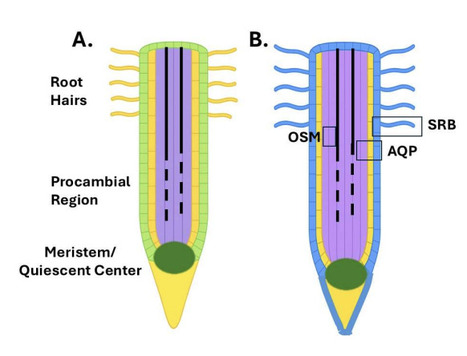 A Bio-inspired Synthetic Gene Circuit | brvp | RMH | Scoop.it