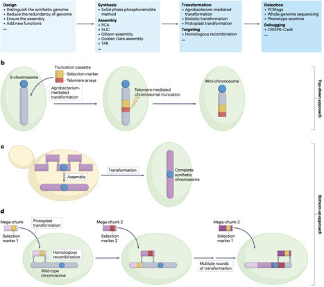 Genome synthesis in plants | Nrb | RMH | Scoop.it
