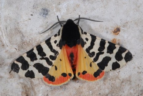 Formation papillons de nuit - Du 18 au 20 mai | Histoires Naturelles | Scoop.it