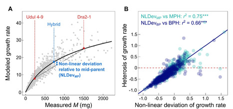 Les relations non linéaires entre caractères permettent de prédire l’hétérosis | Life Sciences Université Paris-Saclay | Scoop.it