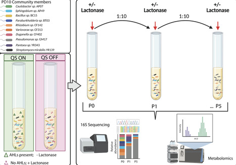 Quorum sensing modulates microbial community structure through regulation of secondary metabolites | mSph | RMH | Scoop.it