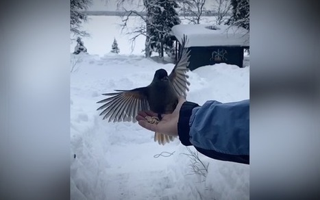 Saara ystävystyi Lapissa kuukkelien kanssa, ja nyt ne tulevat joka aamu aamiaiselle: ”Tulee kiva fiilis, kun niitä ruokkii ja ne luottaa” | 1Uutiset - Lukemisen tähden | Scoop.it