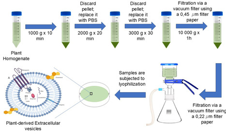Plant-derived extracellular vesicles for itraconazole delivery across the blood-brain barrier for potential glioblastoma treatment | Srep | RMH | Scoop.it