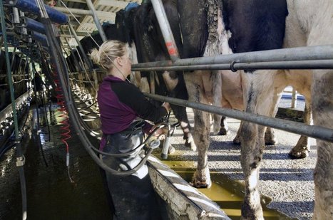 Stabilité du prix du lait chez FrieslandCampina en juin | Lait de Normandie... et d'ailleurs | Scoop.it