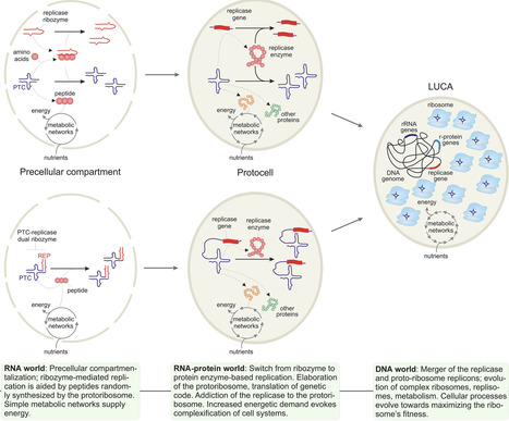 The selfish ribosome | PLOS | RMH | Scoop.it