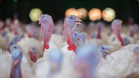 IRELAND: Entering higher-risk period for bird flu | EUROPES | Scoop.it