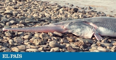 Pez remo gigante chino: La primera especie extinguida de 2020: un pez de hasta siete metros de largo | Ciencia | Educación, TIC y ecología | Scoop.it
