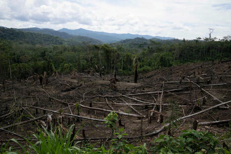 Amendment to Peru law raises fears of Amazon rainforest destruction | RAINFOREST EXPLORER | Scoop.it