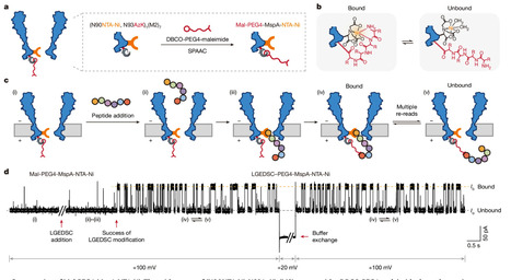 Sequential reading of a stepwise-shortened peptide immobilized on nanopore | nat | RMH | Scoop.it