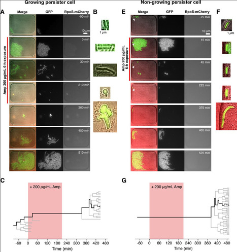 Observation of persister cell histories reveals diverse modes of survival in antibiotic persistence | eLife | RMH | Scoop.it