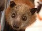 Boy's death from bat virus sparks calls for action to reduce flying fox populations | Virology News | Scoop.it