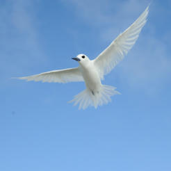 Partez autour du monde avec les oiseaux marins ! | Biodiversité | Scoop.it