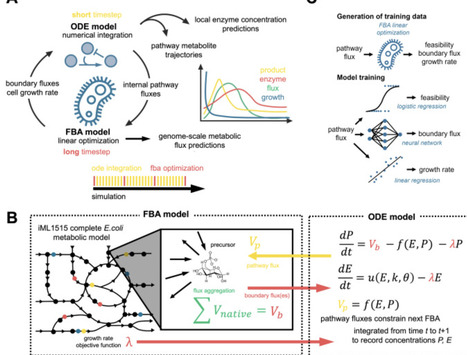 Modelling dynamic host-pathway interactions at the genome scale with machine learning | Meg | RMH | Scoop.it