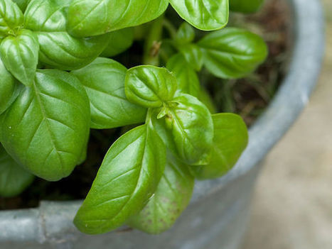 Kasviopas: yrtit - Puutarha & kasvit | 1Uutiset - Lukemisen t&auml;hden | Scoop.it