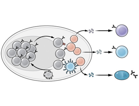 Molecular and tissue regulation of memory B cells | St&eacute;phanie Longet | Immunology | Scoop.it
