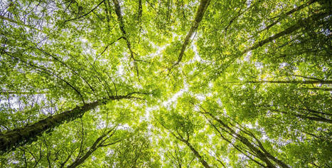 La"forêt mosaïque", une stratégie française face au changement climatique | Demain la ville | La SELECTION du Web | CAUE des Vosges - www.caue88.com | Scoop.it