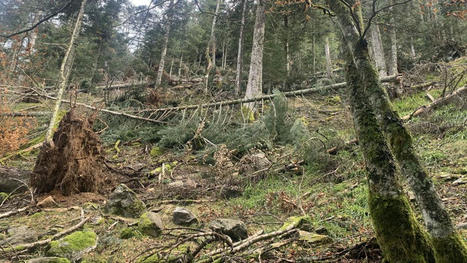 Dans les Pyrénées, un projet de scierie géante menace les équilibres  forestiers