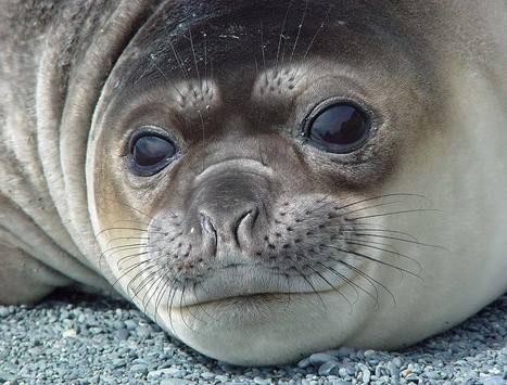 Seals reveal secrets of polar oceans | OUR OCEANS NEED US | Scoop.it