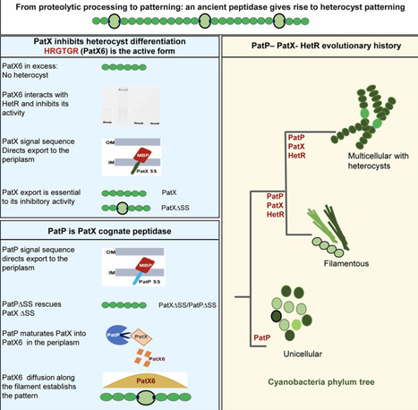 Co-option of an ancestral peptidase controls developmental patterning in multicellular cyanobacteria | iSci | RMH | Scoop.it