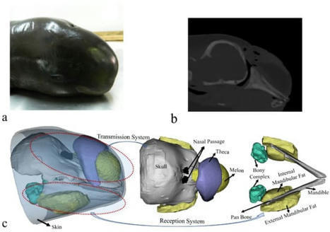 Biomimetics | Free Full-Text | Sound Reception in the Yangtze Finless Porpoise and Its Extension to A Biomimetic Receptor | Biomimicry 3.8 | Scoop.it