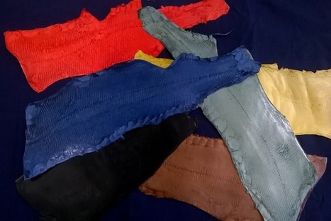 Dans l'Ain, on travaille le cuir de carpe | Métiers, emplois et formations dans la filière cuir | Scoop.it