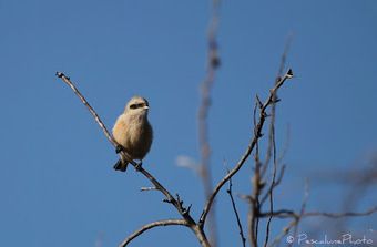 Rémiz penduline (Remiz pendulinus), Eurasian Penduline Tit | Camargue Nature | Scoop.it