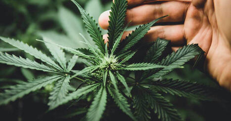 La "plus grande étude jamais réalisée" confirme l'efficacité du cannabis médical dans le traitement du cancer | Les Colocs du jardin | Scoop.it