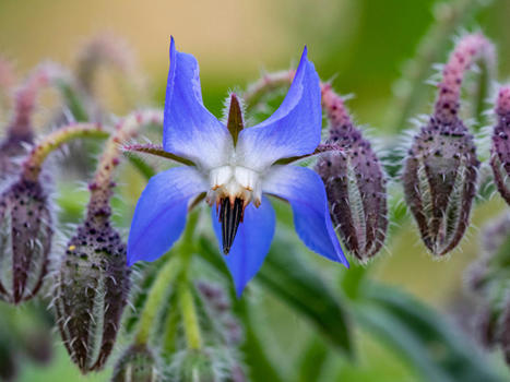 MALTA : February Plant of the Month: Borage (Maltese: Fidloqqom) Borago officinalis | CIHEAM Press Review | Scoop.it