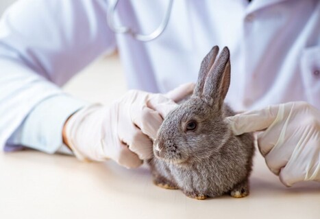 Mars, Hill 8217 s, Zoetis Join HABRI to Chart Path Toward Sustainable Future for Veterinary Medicine Pet Age | Industry 411 - Waste Management | Scoop.it