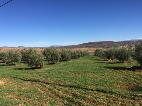 MAROC : Dégradation des sols en régions arides: Des idées pour y faire face | CIHEAM Press Review | Scoop.it