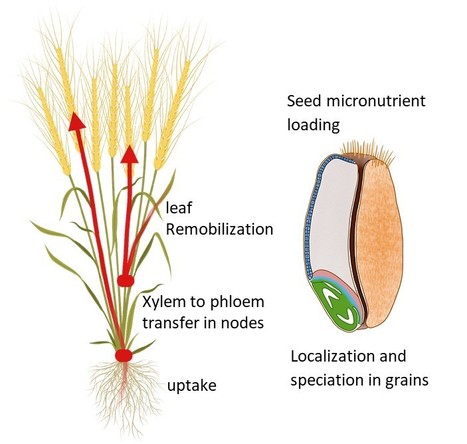 Micronutrient homeostasis in plants for more sustainable agriculture and healthier human nutrition | I2BC Paris-Saclay | Scoop.it