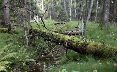 pehmeä anaali seksiä