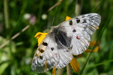 De bonnes nouvelles du petit apollon du Mercantour, Parnassius corybas | Biodiversité | Scoop.it