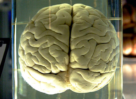 Will We Ever… Simulate the Brain? | Science News | Scoop.it