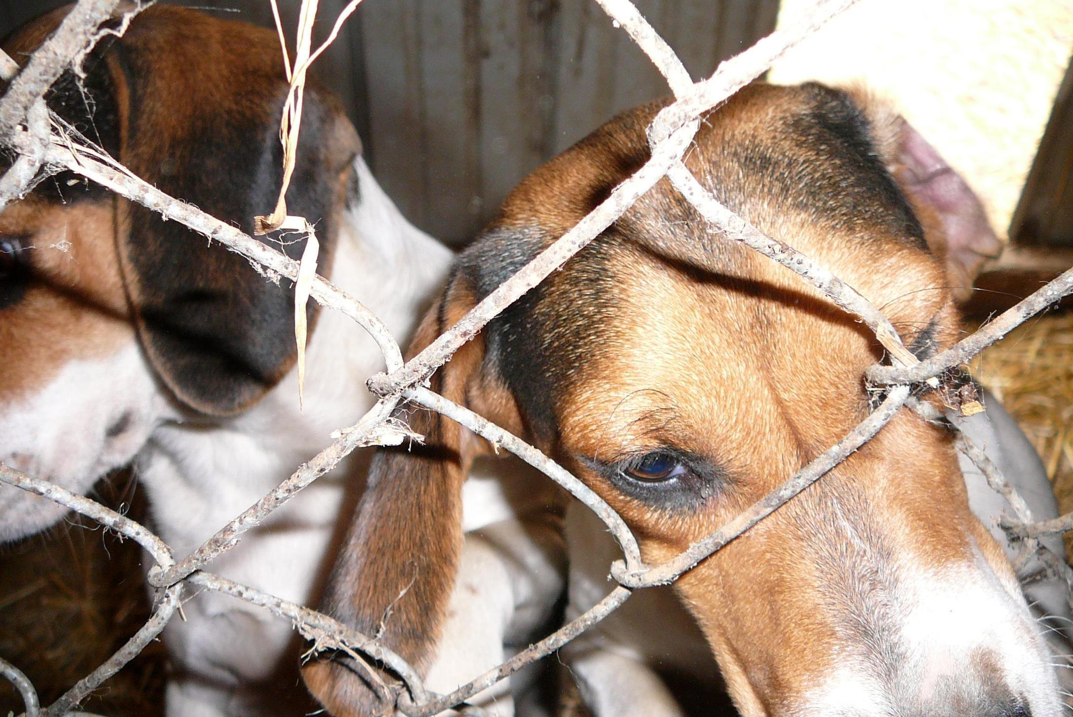 Zoos should not exist Scoop.it